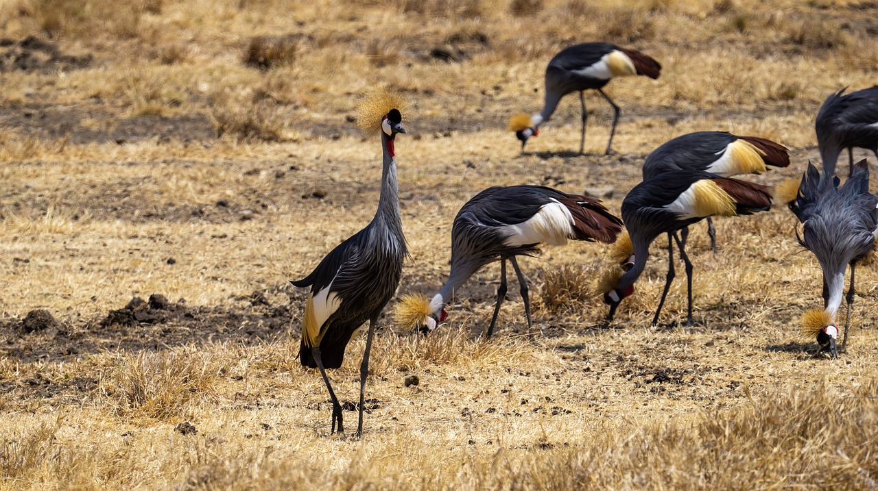 grey-crowned-cranes-gbcab1b421_1280