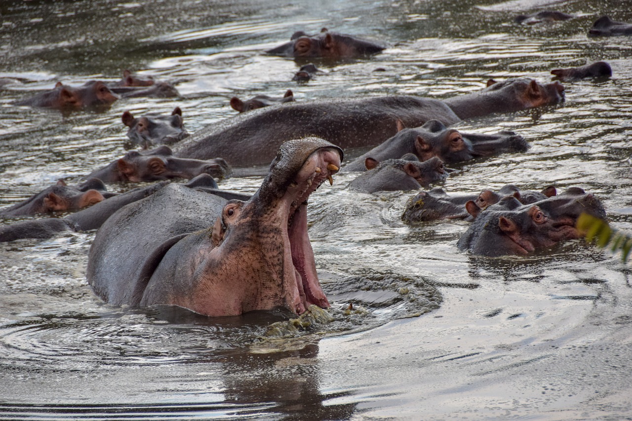 hippo-lake manyara