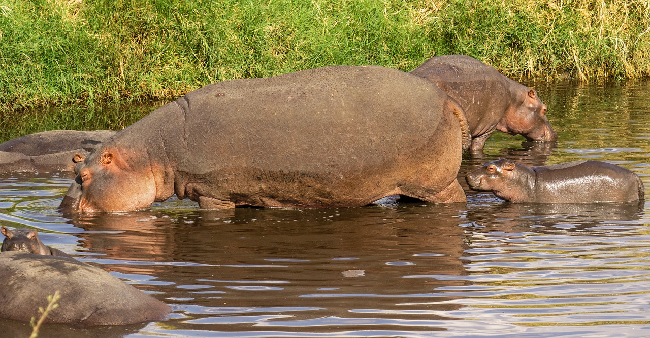 hippopotamus-g52cf584e8_1280